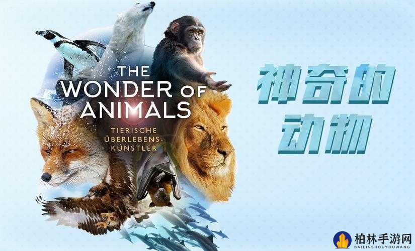 揭秘美国Zoom动物，未知世界的奇妙生物探索之旅