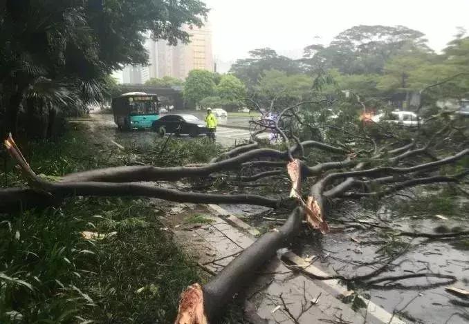 深圳台风最新动态，全方位解读台风影响及应对措施