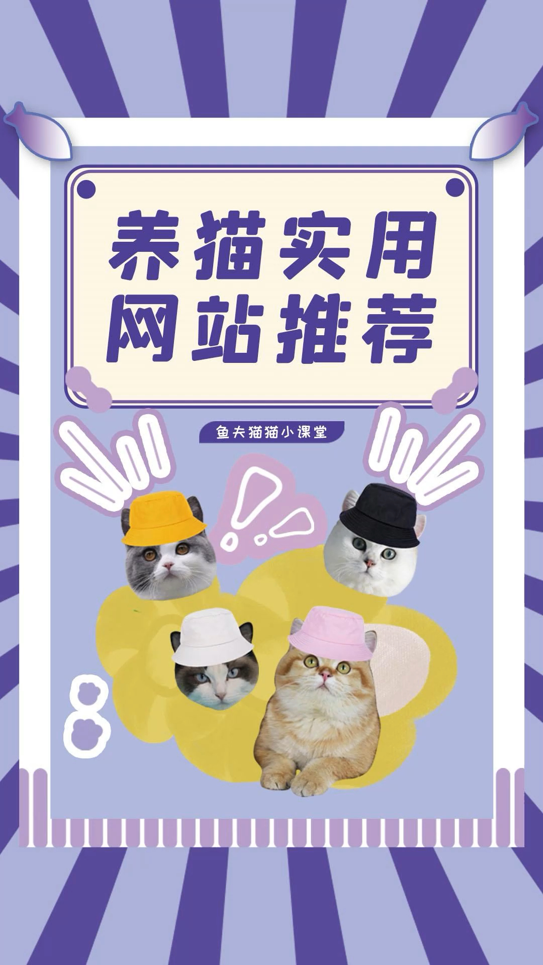 探索猫咪世界，一网打尽最新资讯与乐趣的猫网址大全