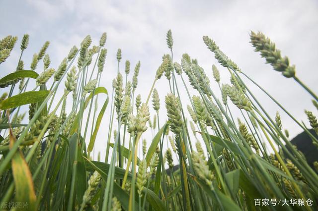 小麦最新价格动态，市场走势、影响因素与未来趋势分析