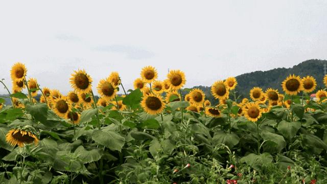 宝鸡市最新动态全面解读