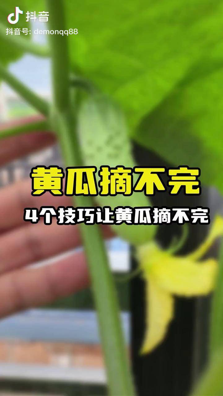 黄瓜视频无法下载的原因分析及解决方案